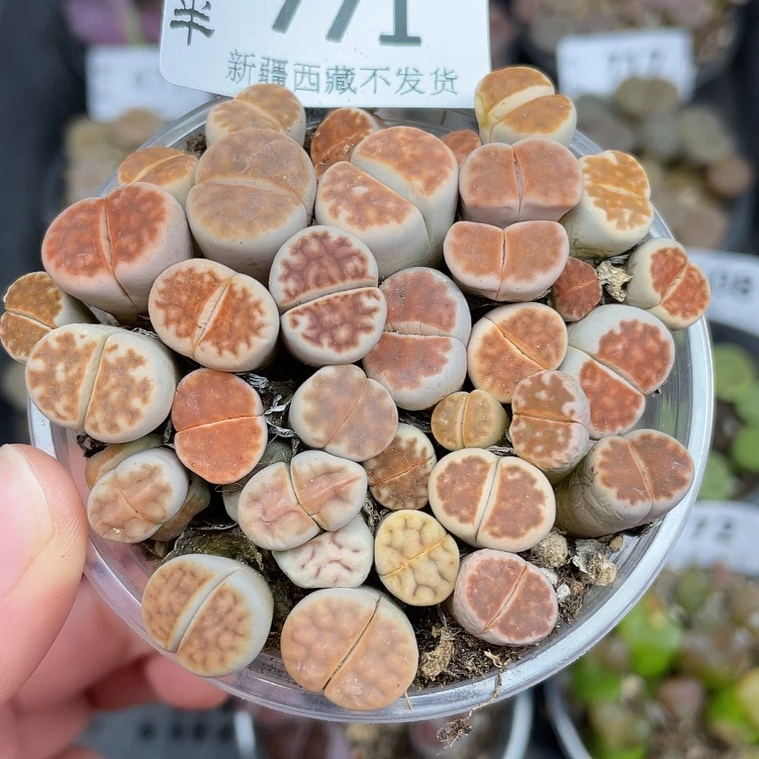 771000000花花花花花花花