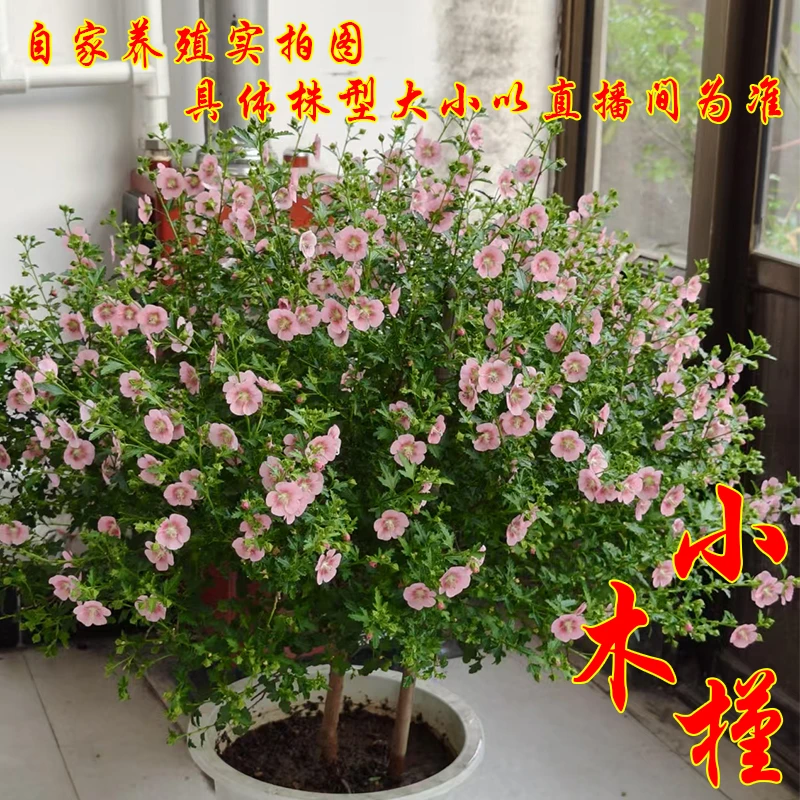 小木槿花盆栽丛生带花苞室内外阳台庭院四季开花植物