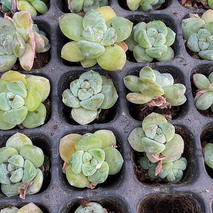 小珍妮冰玉1元带土发货