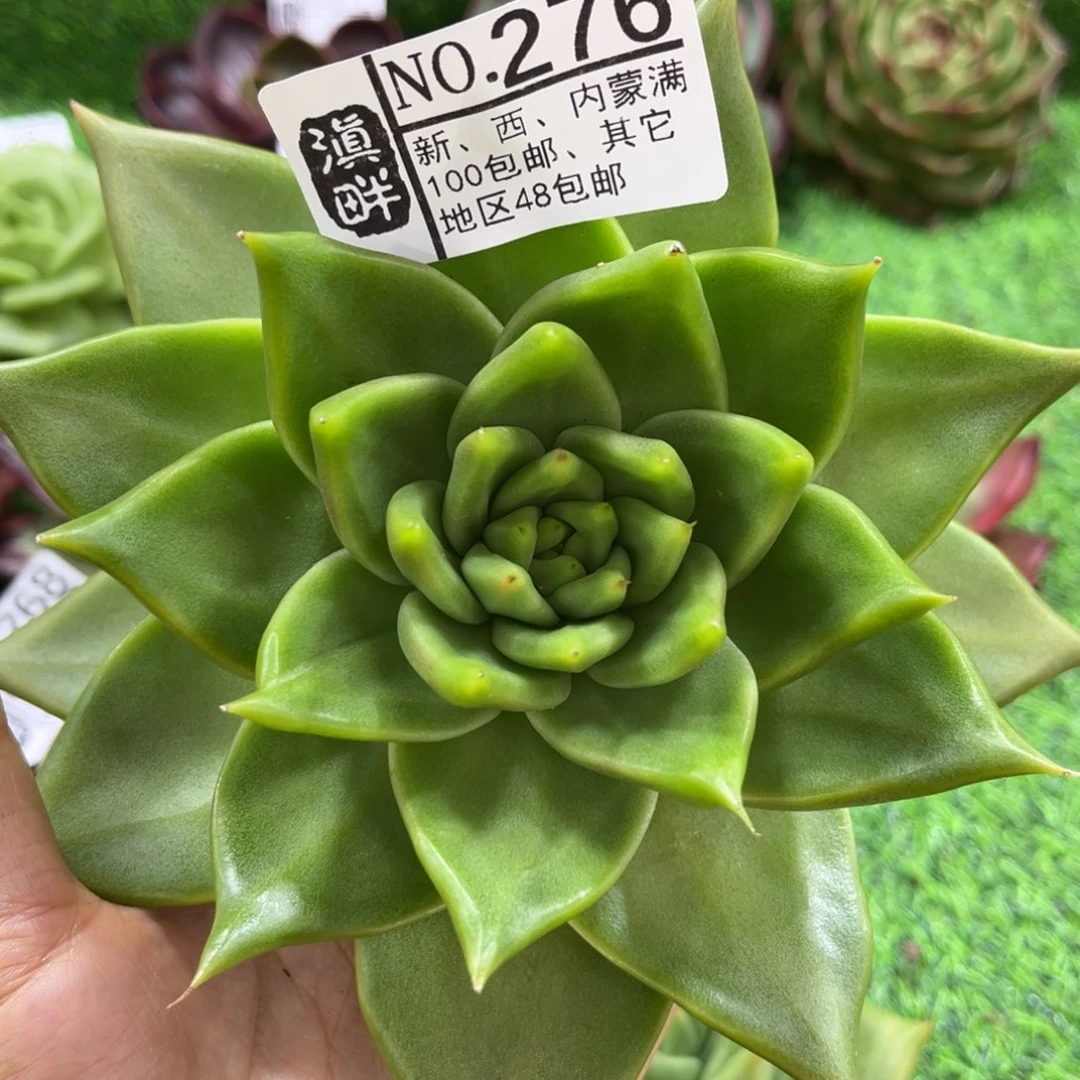 276………………………………宽叶原始种