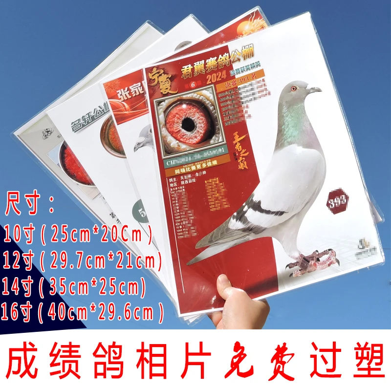 信赛鸽成绩相片赛鸽成绩照片打印过塑纪念收藏鸽子相片来图制作