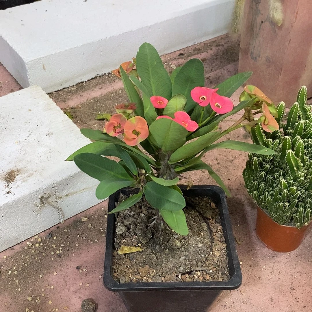 双***耳无花朵虎刺梅仙人球仙人掌