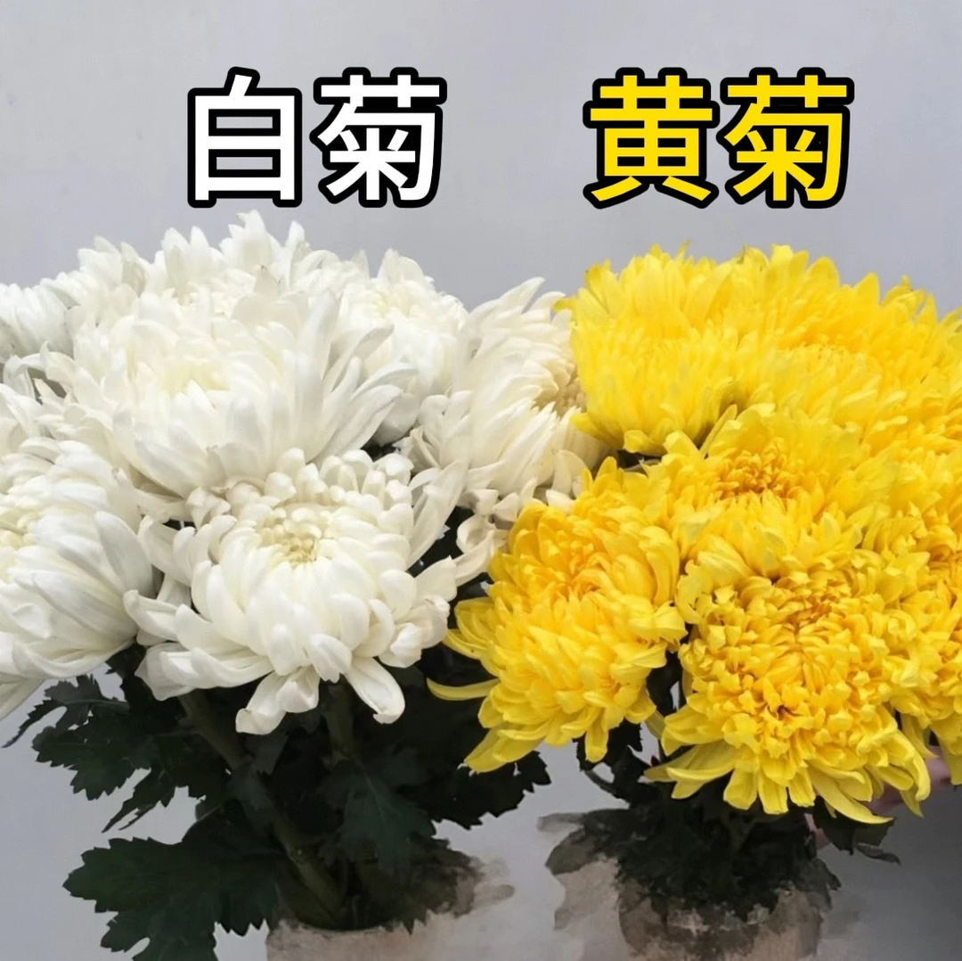 专用鲜花】黄色/白色大菊 10支鲜花草花 中元节清明节【4单包邮