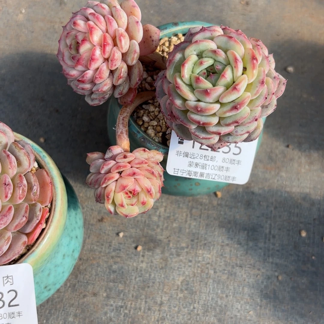 付多肉植物12235gg