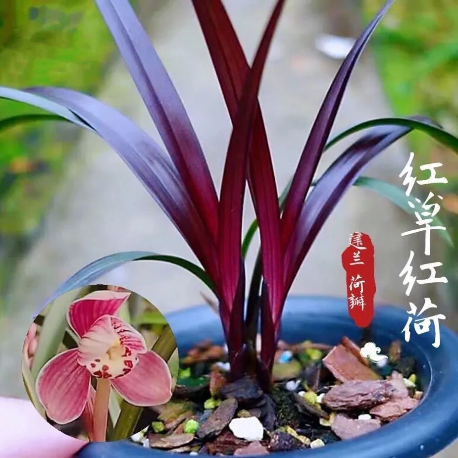 名贵兰花【红草红荷】正品建兰四季网红草花卉高档盆栽室内阳台正宗