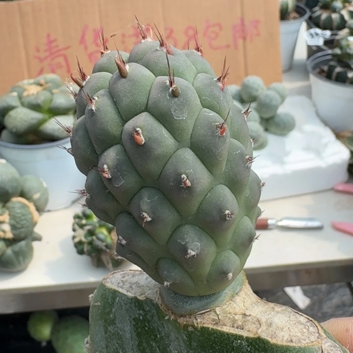 【闪购商品】无花朵巨型一号习志野