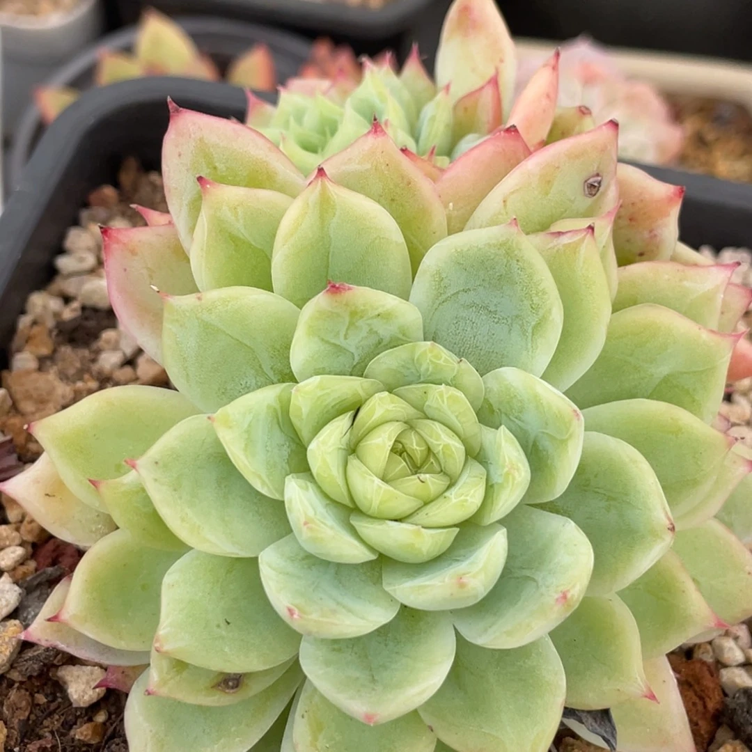 孤星三头满35包邮