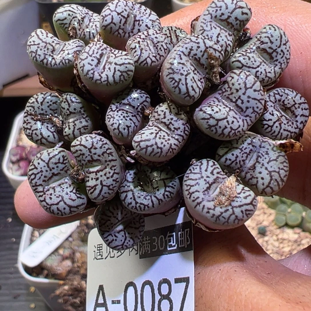 多肉植物1111111111111