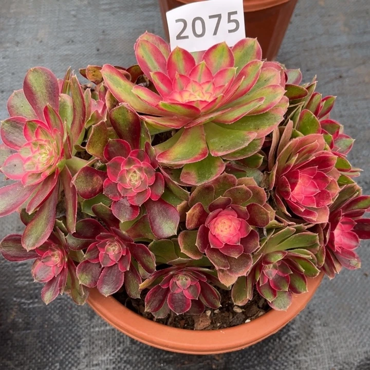 新品孔雀翎捧花多肉