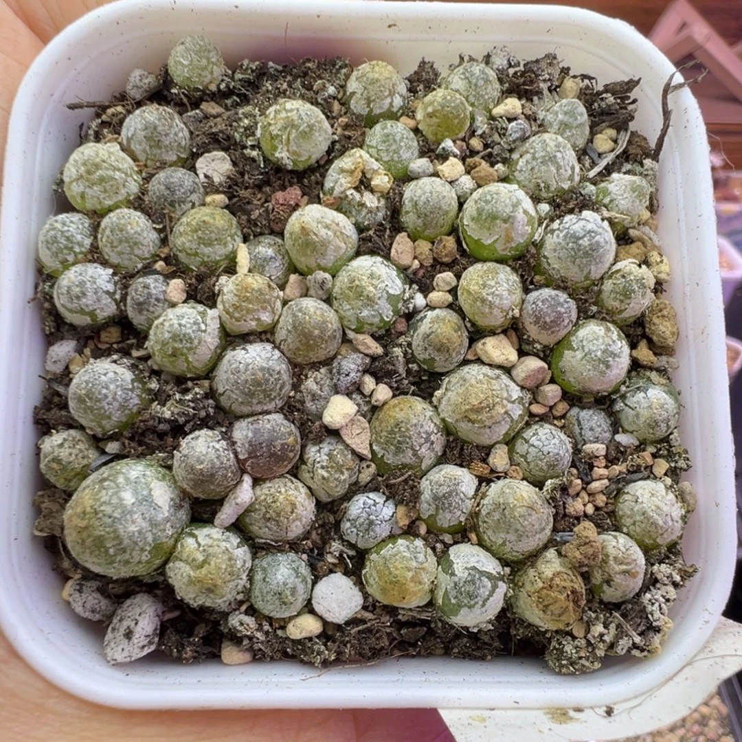 066号灯泡苗福利。。。。。