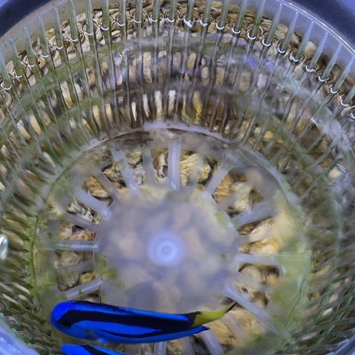 海水鱼蓝调一条顺丰包邮