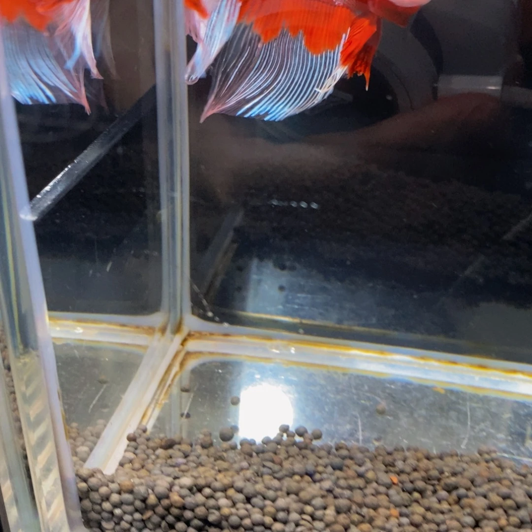 大***疆斗鱼392巨斗1111星1