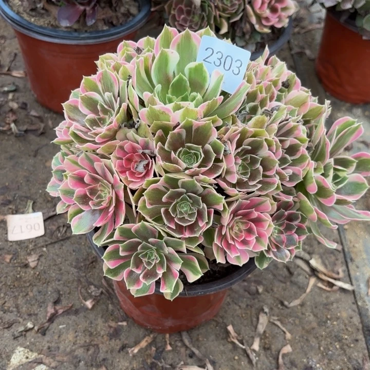 妖月多肉处理不包断头2303