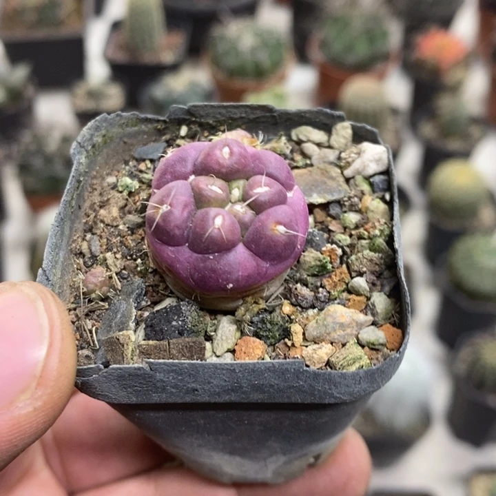 紫皮无刺象牙特价