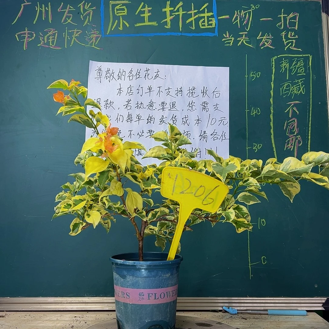当前无花栽培后可以开花  橙冰  1206