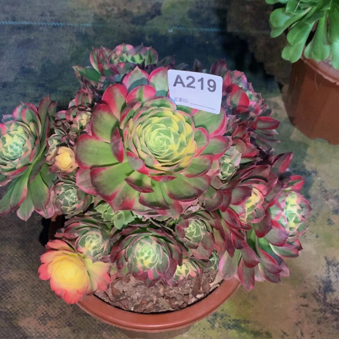 【闪购商品】219海王