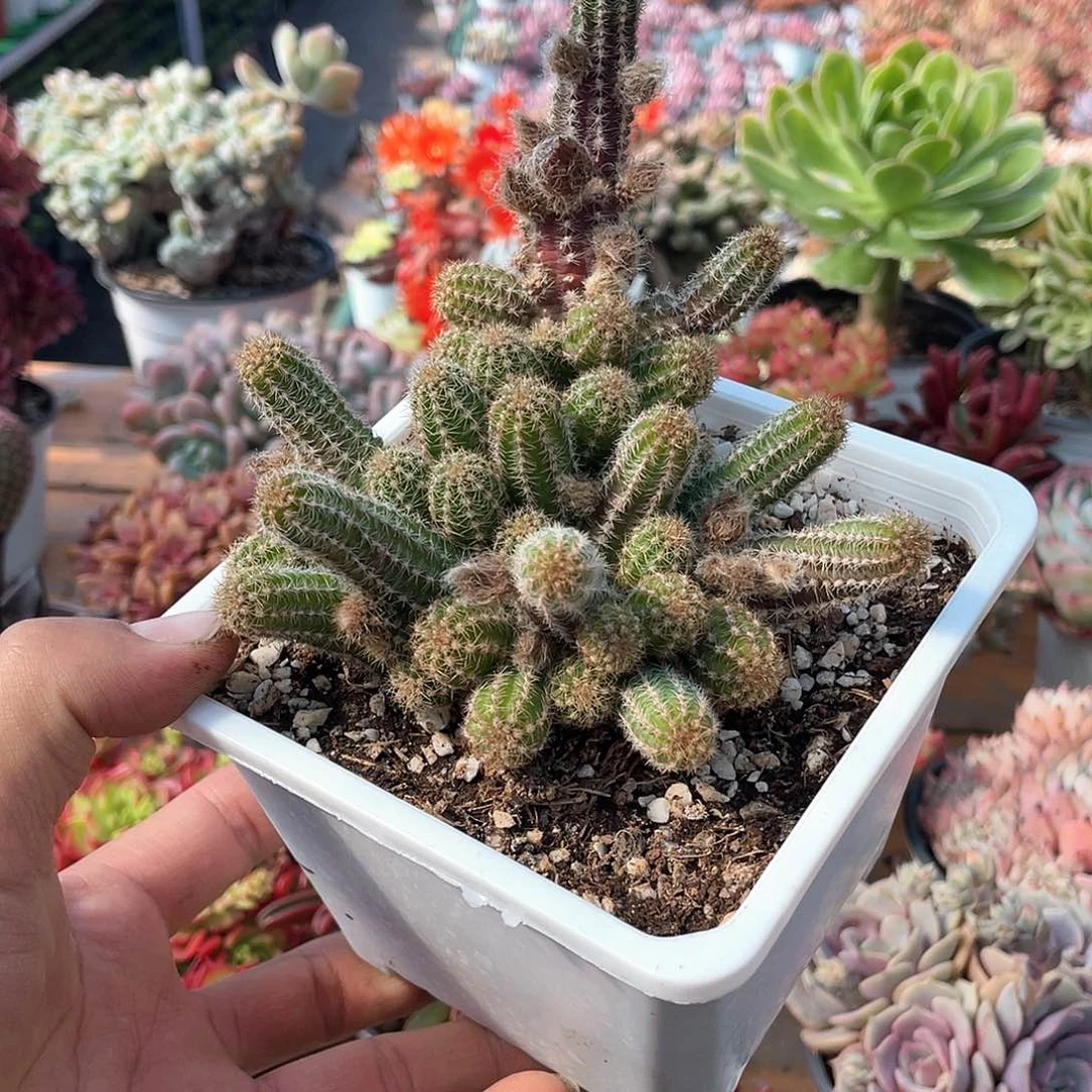 橙花白檀带盆发货