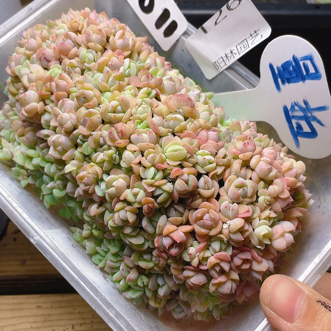 量拍多肉植物多肉植物126