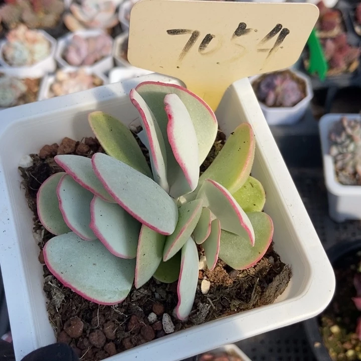 7054白眉多肉植物保护