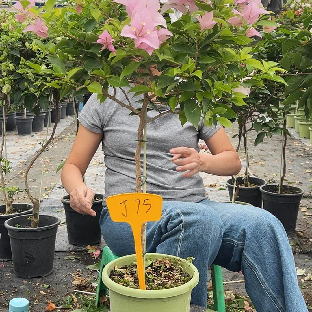 .***圄大部分花苞少量开放J75粉天使