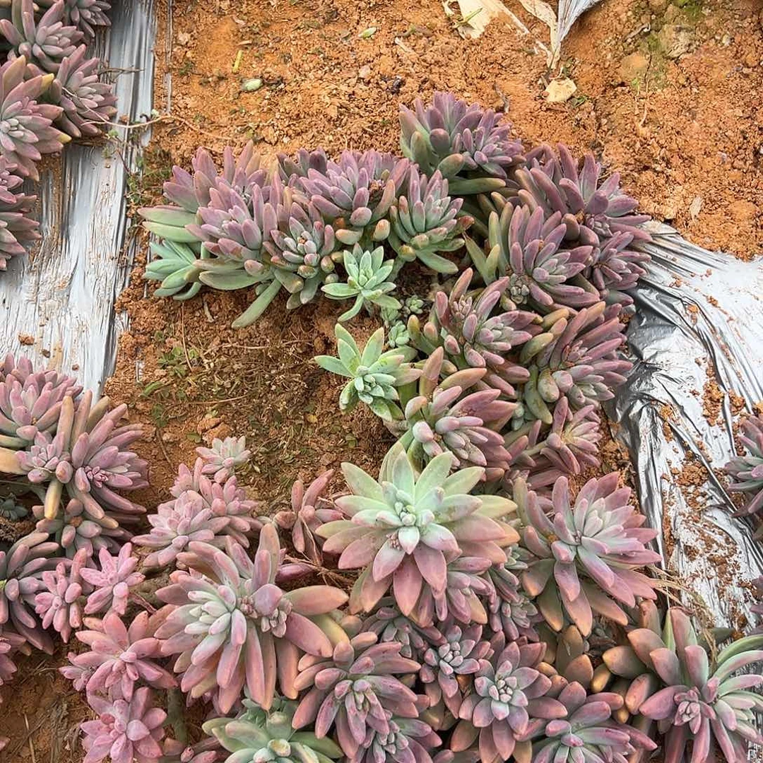 秋丽多肉2棵发货25尺寸