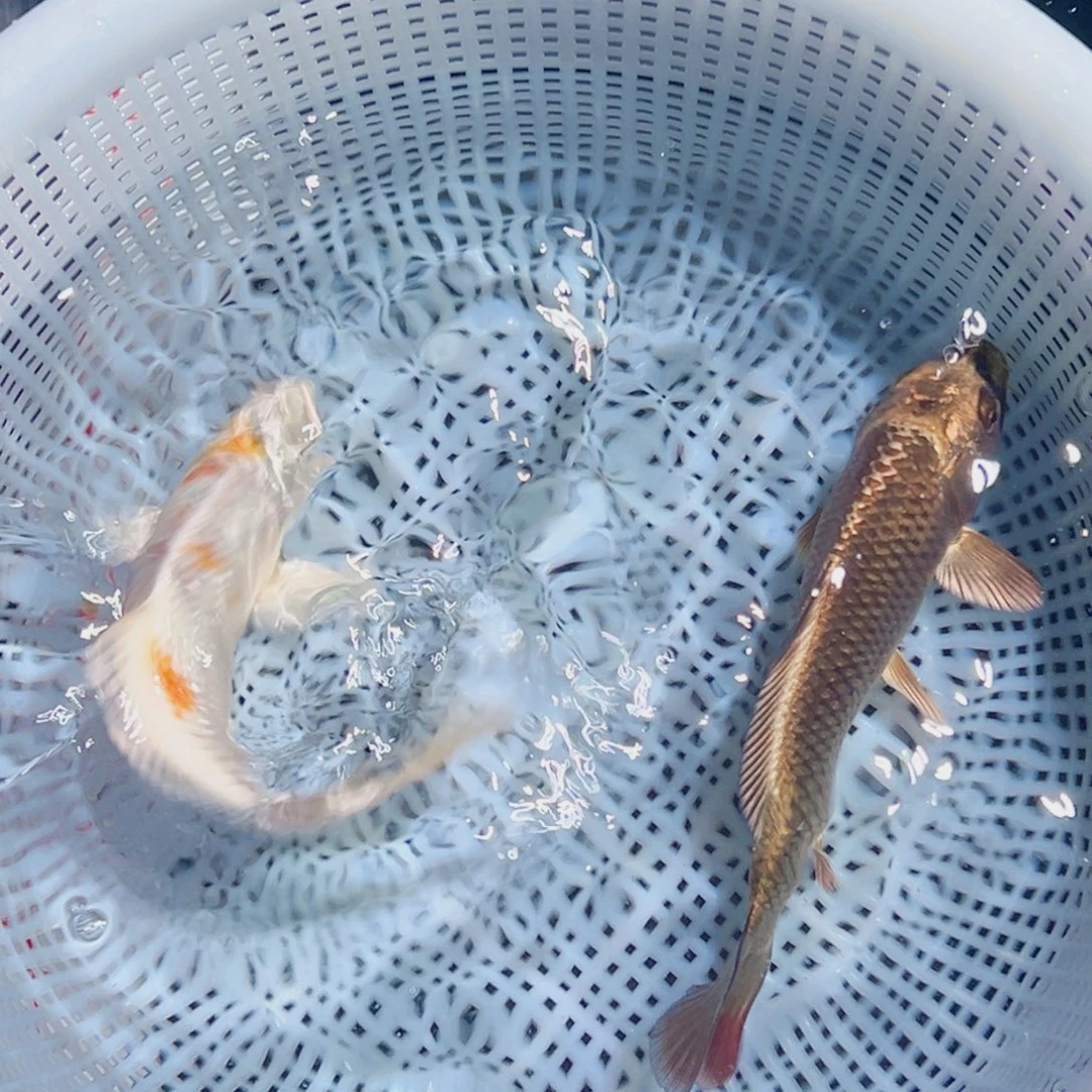 锦鲤锦鲤观赏鱼8888