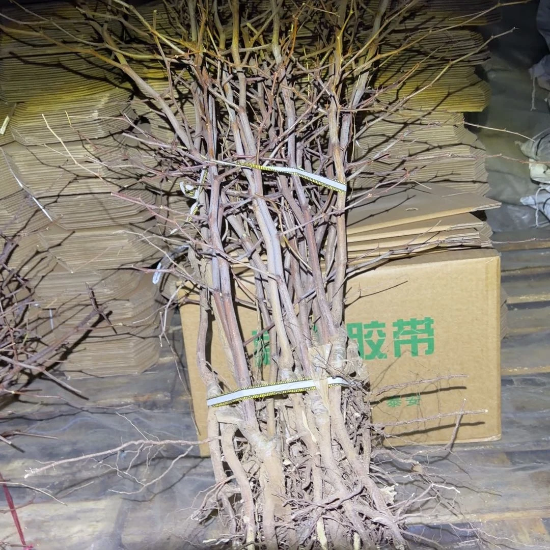 伏脆蜜加蟠枣讲解