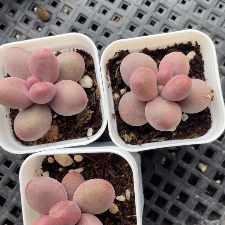 糖果单头随机发满18包邮