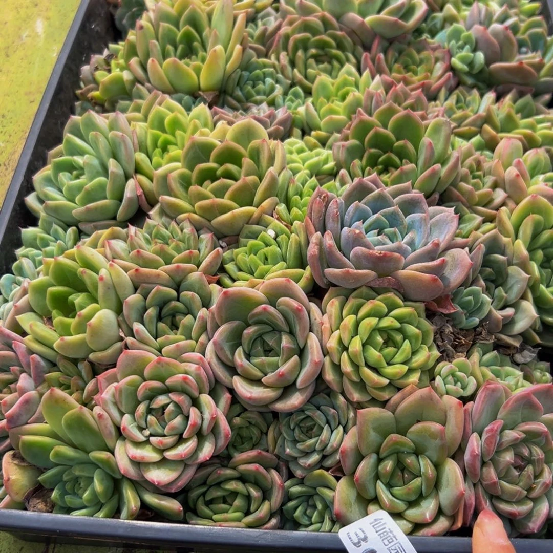 302多肉葡萄的价格是多少啊哈哈笑