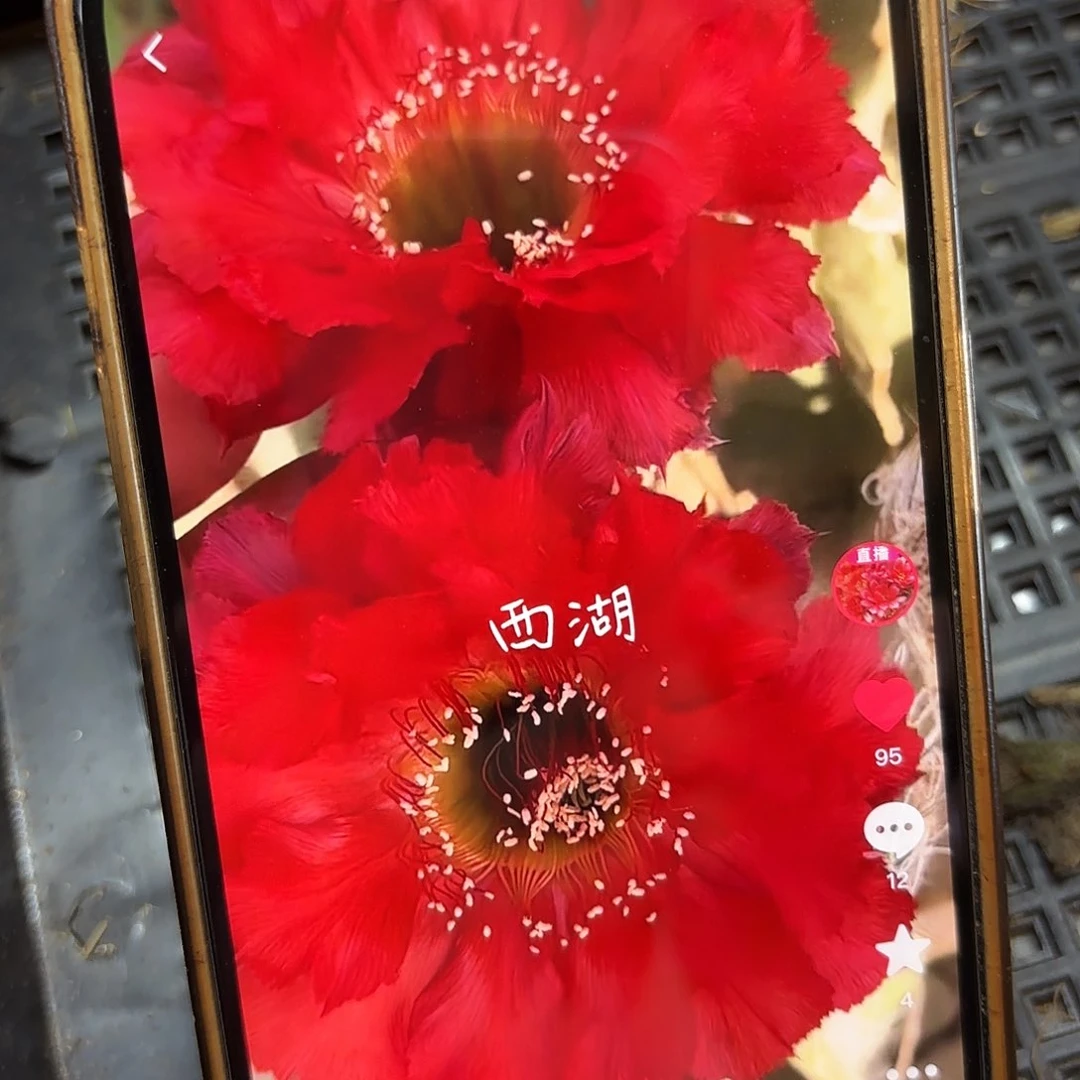 16-100彩无根侧牙20包邮31