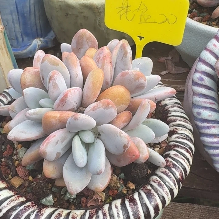 多肉植物花盆花盆