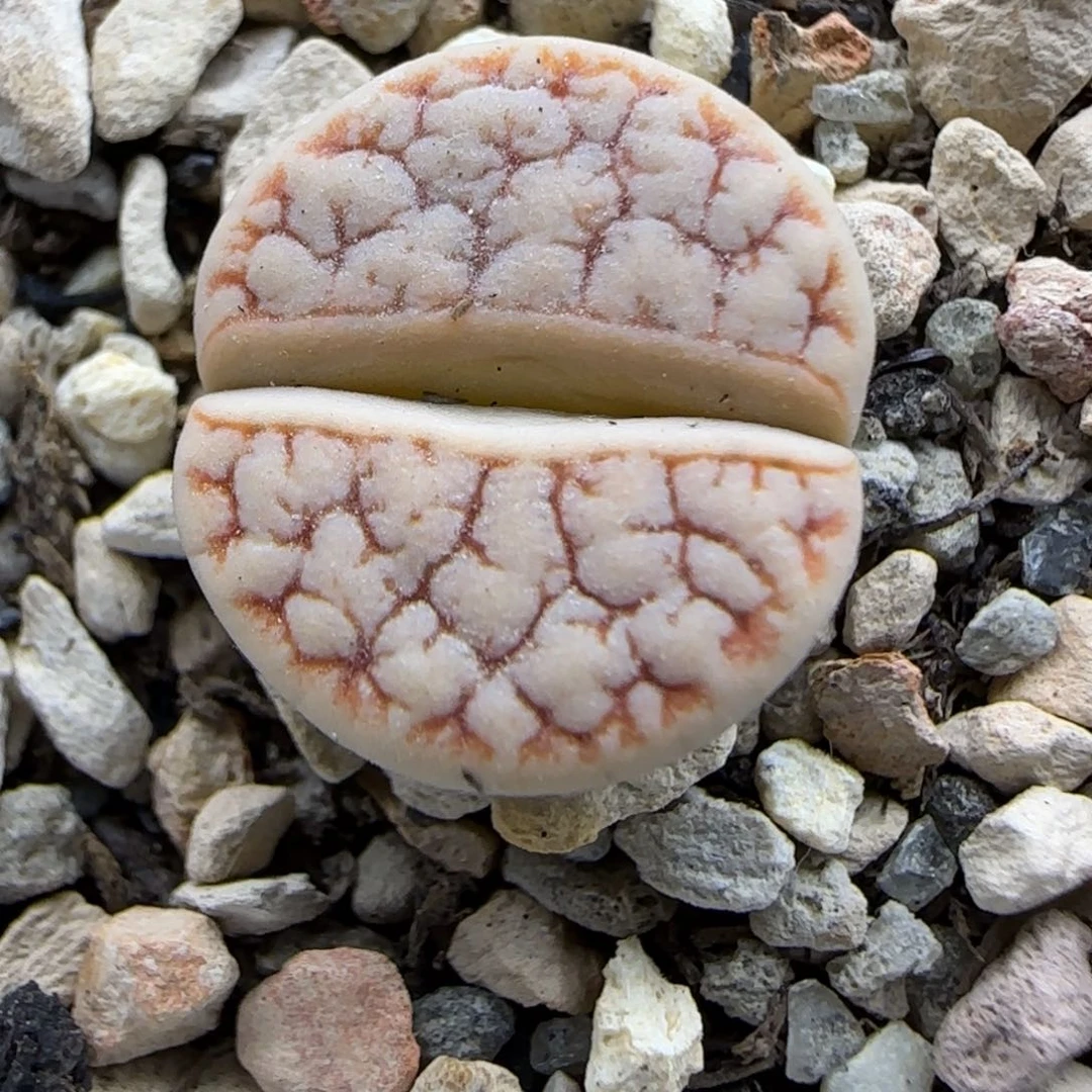 603 生石花大棚直播