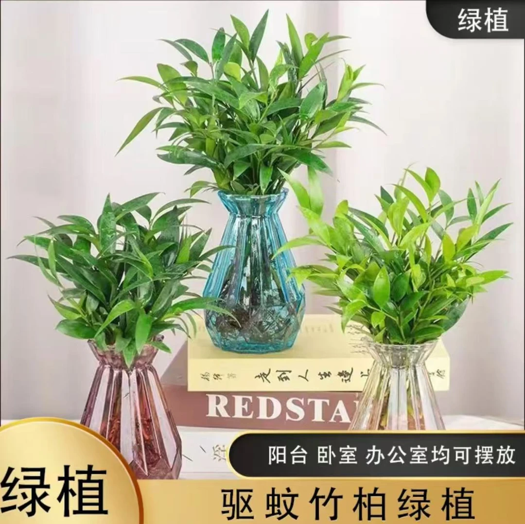 水培竹柏驱蚊植物盆栽绿植四季常青客厅卧室办公室好养懒净化空气