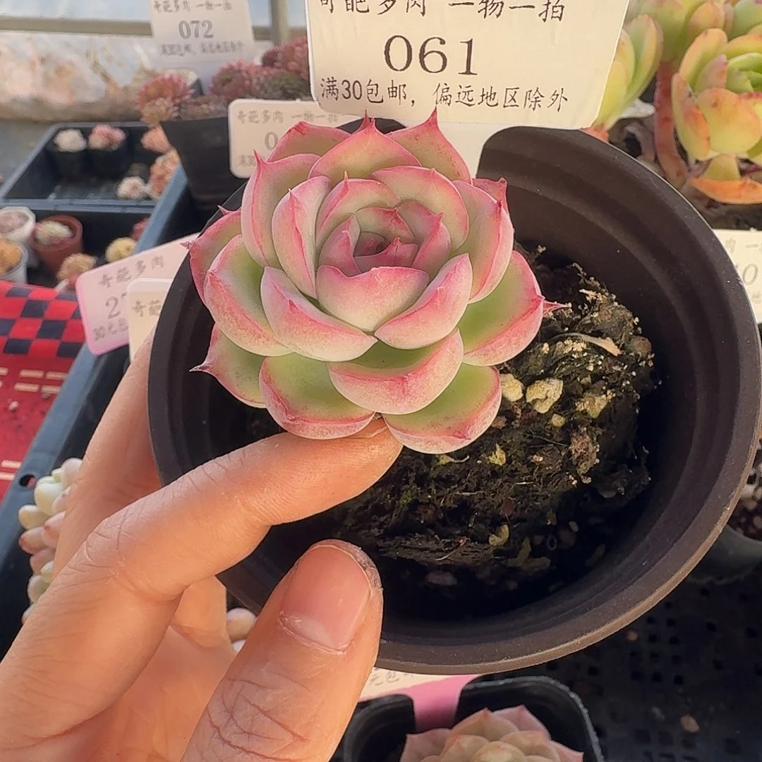 061 脱土 不包整 30元包邮非偏远