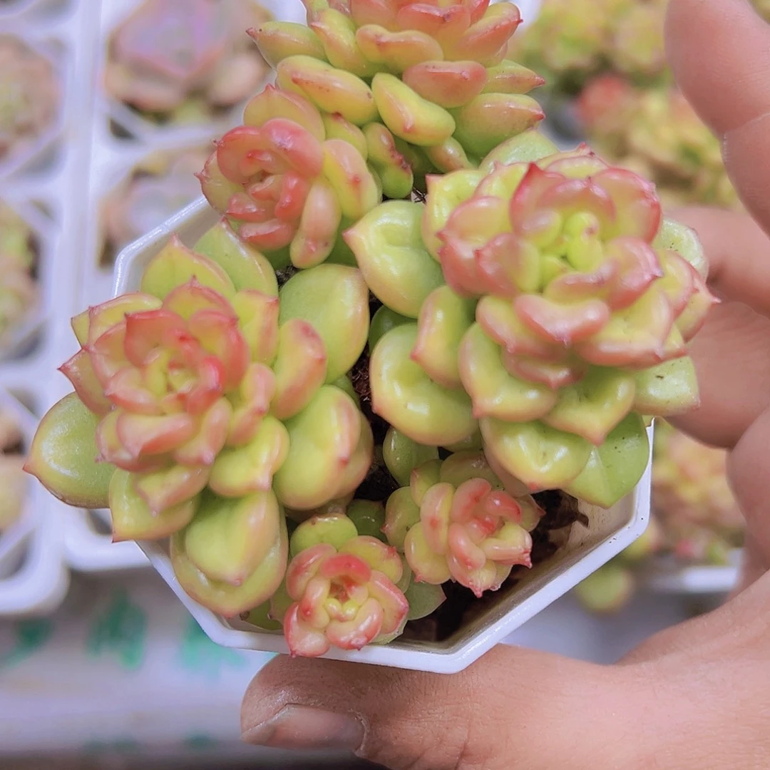 八角盆苹果花19包邮