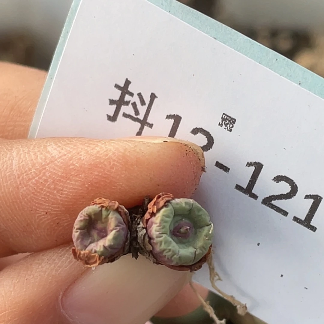 12-121嘴多肉植物肉锥