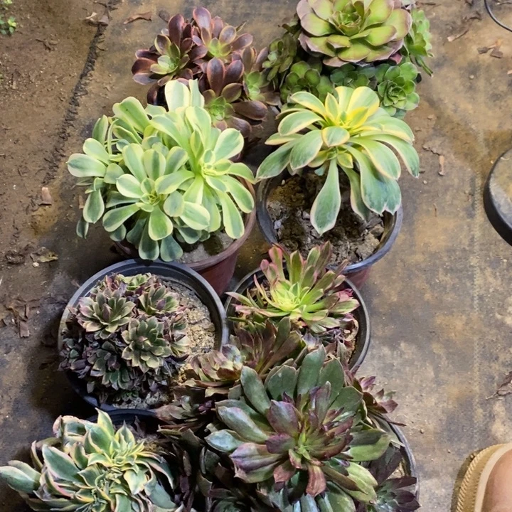 8颗多肉断头不包1258