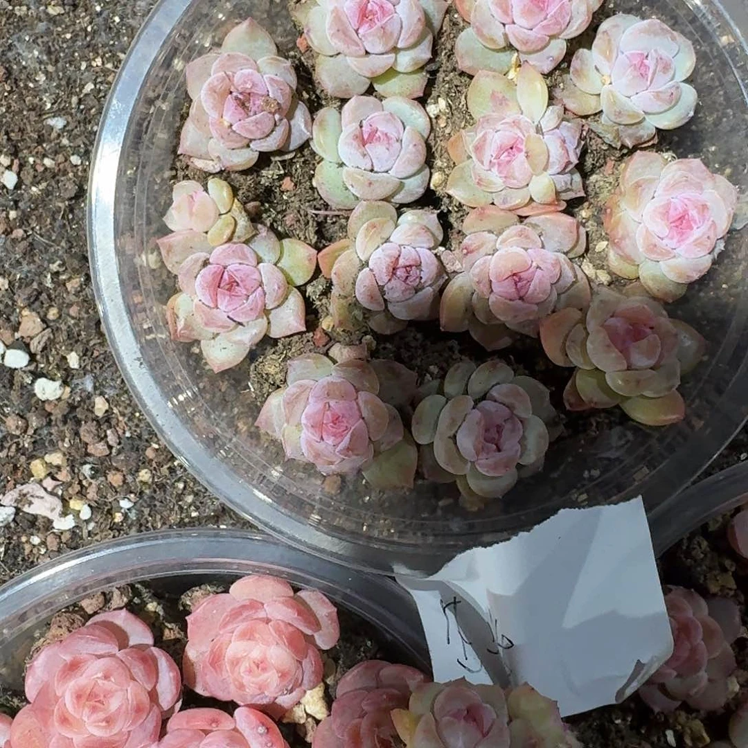 生活一物一拍专拍