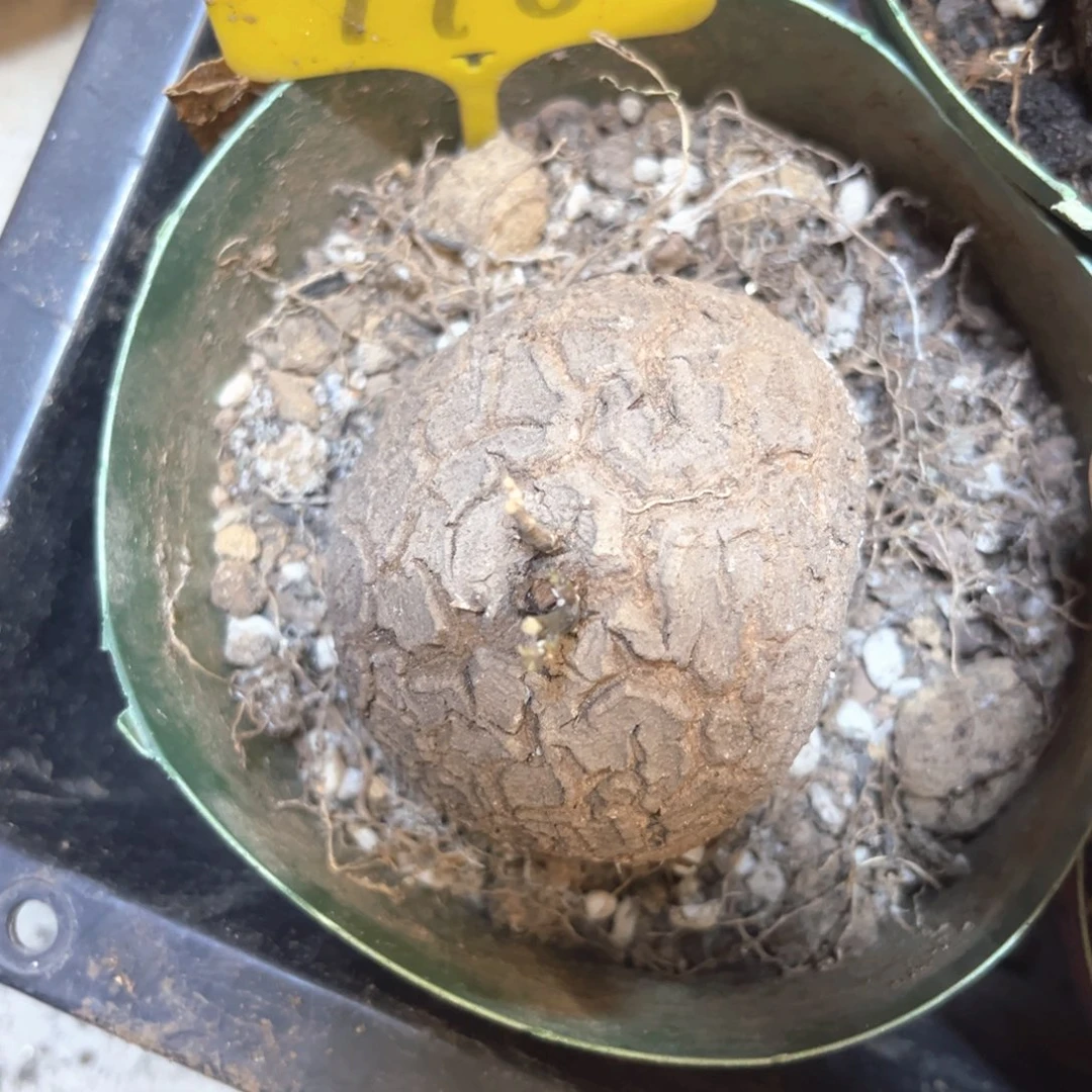 710龟甲龙6.0公分