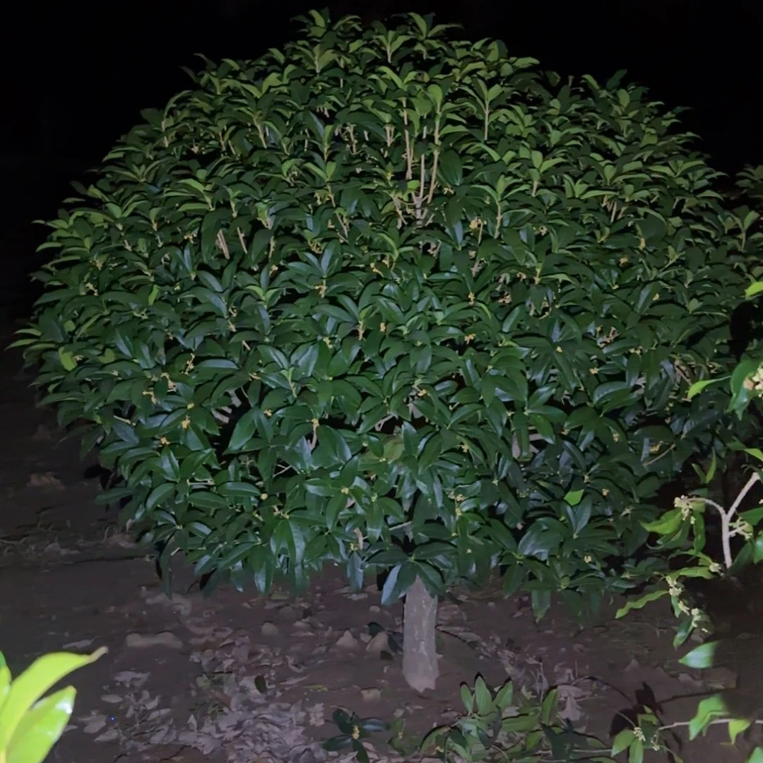 阿***8无花朵桂花。八月桂系列