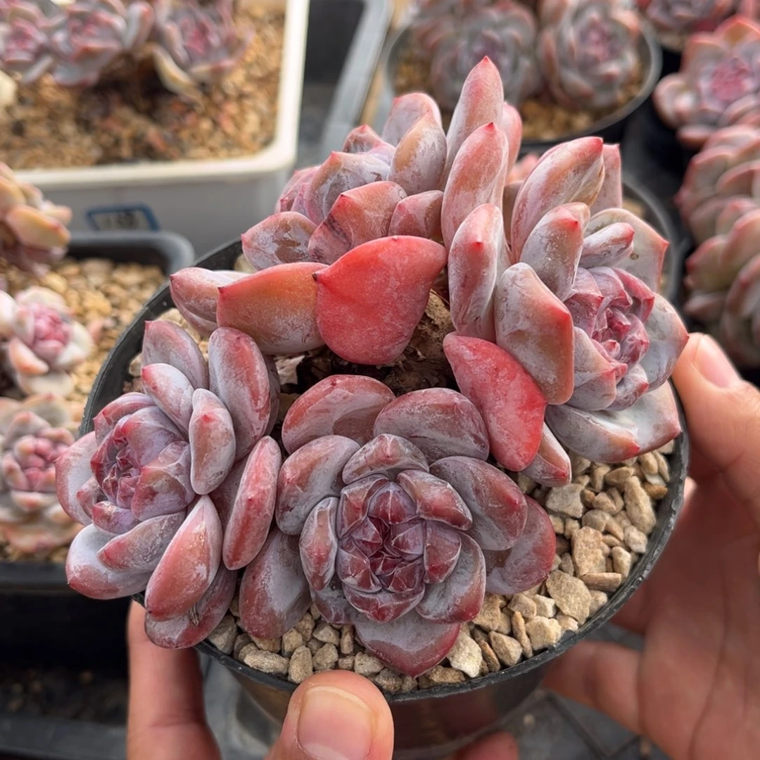 5头哈哈哈哈哈哈哈哈