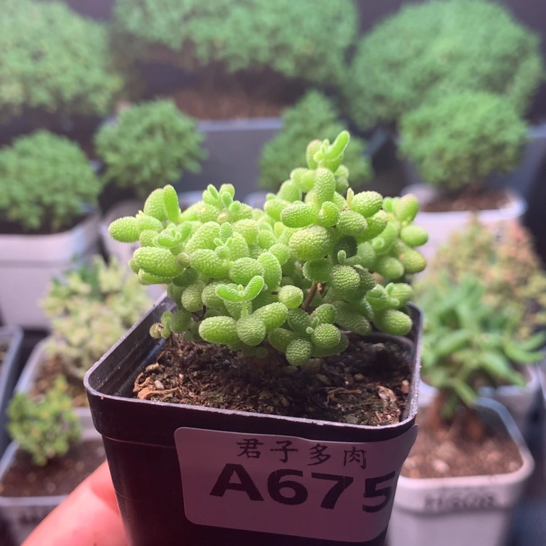 675蜜橘。