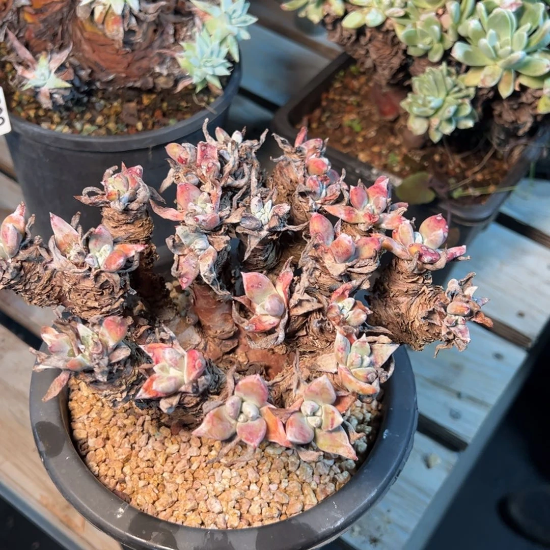 371哈哈哈哈哈哈哈