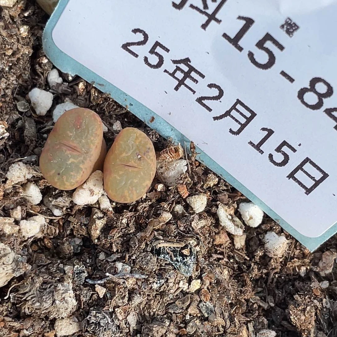 山*15-84肉锥多肉植物