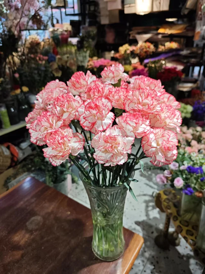 王小帅【七分甜】康乃馨浓香盆栽花园阳台多季开花爆花草本