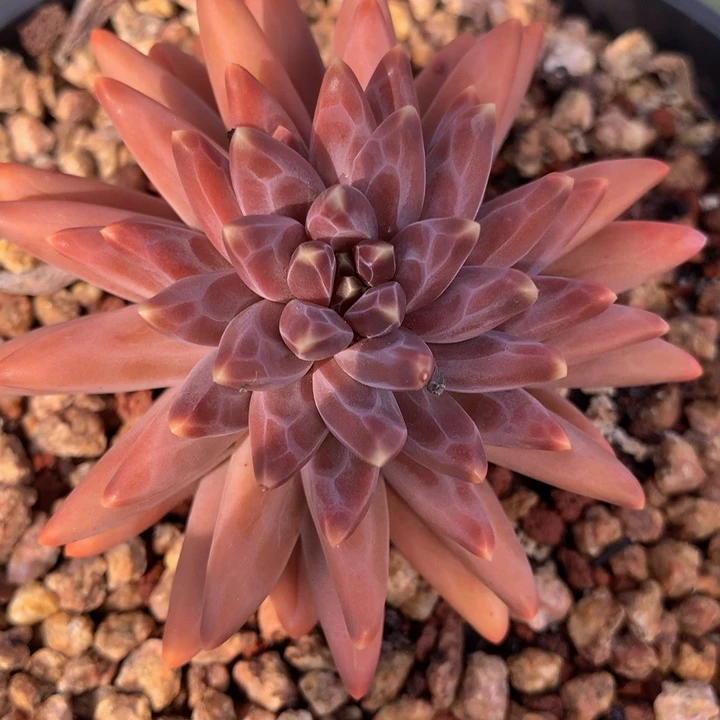 橙**贝梵高美人精控多肉