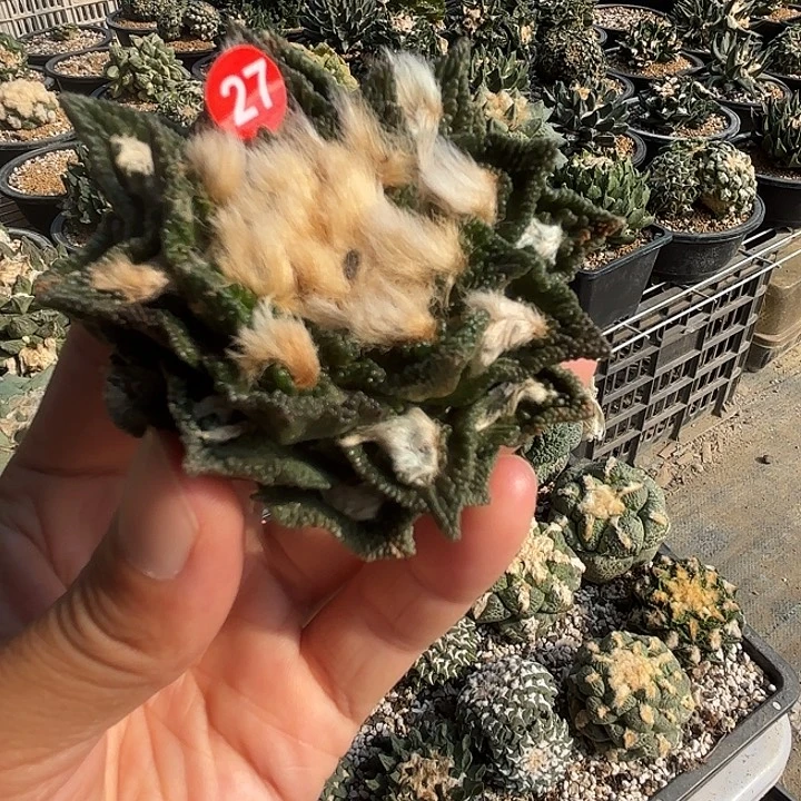 苗接落地仙人球27