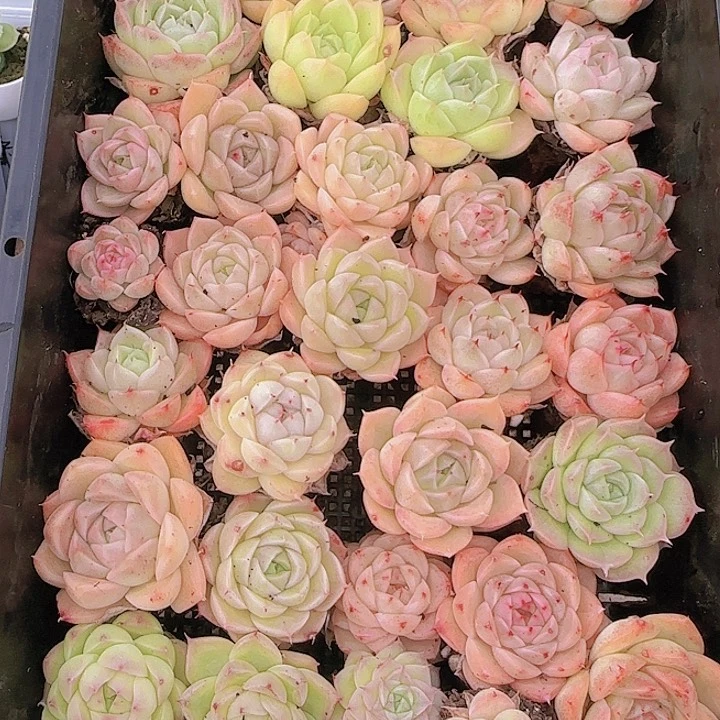 花时光精品多肉07