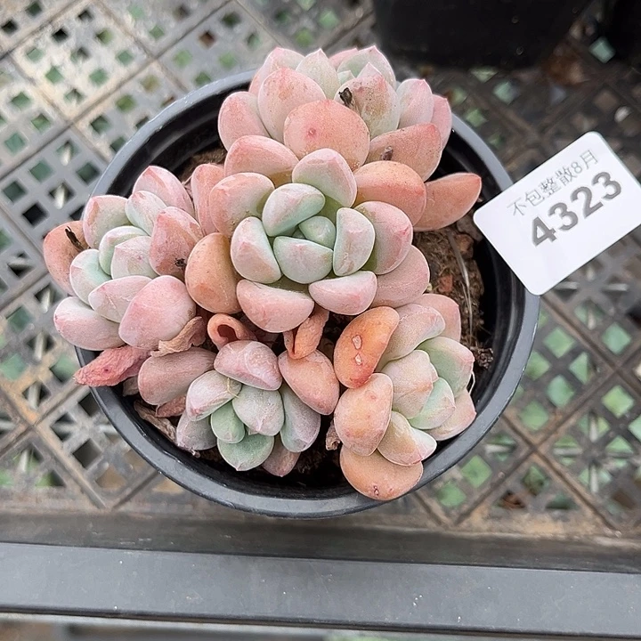 阿雅园艺。      4323白鹭