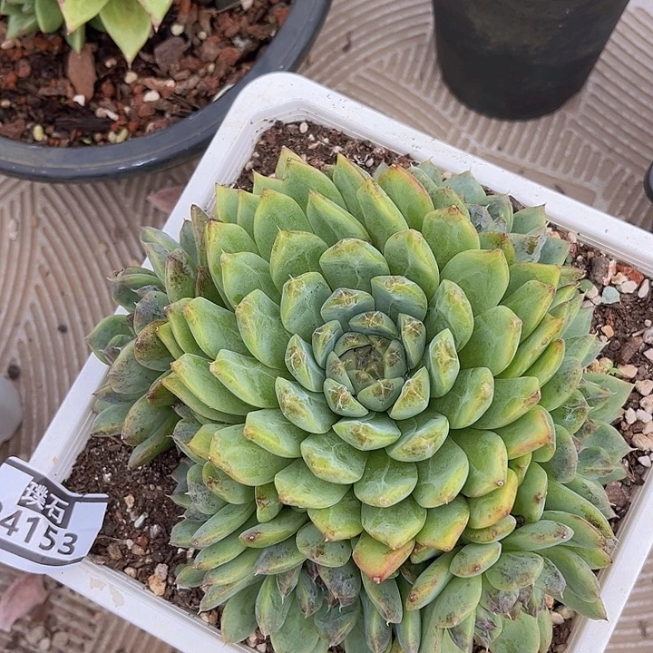 ^****珍妮24153多肉植物
